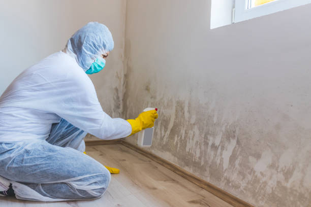 Licensed Mold Cleanup service in Frankfort, IL - WQB Mold Removal