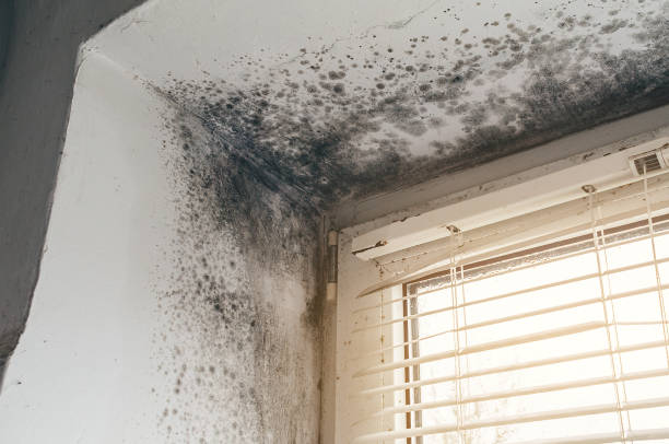 Affordable Mold Cleanup solutions in Frankfort, IL